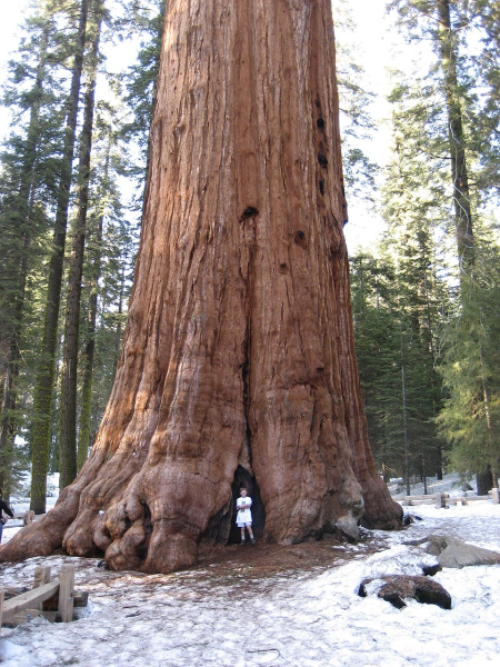 Pflanzenbild gross Riesenmammutbaum - Sequoiadendron giganteum