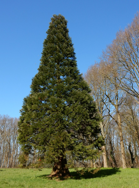 Pflanzenbild gross Riesenmammutbaum - Sequoiadendron giganteum
