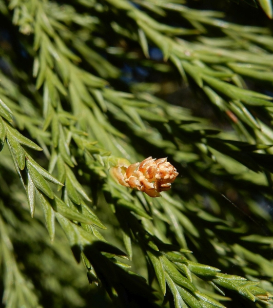 Pflanzenbild gross Riesenmammutbaum - Sequoiadendron giganteum
