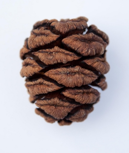Pflanzenbild gross Riesenmammutbaum - Sequoiadendron giganteum