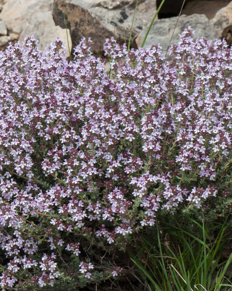 Pflanzenbild gross Gewürz-Thymian - Thymus vulgaris