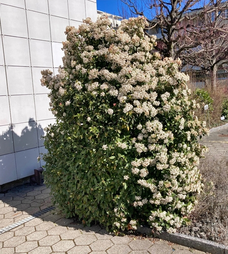 Pflanzenbild gross Lorbeer-Schneeball - Viburnum tinus