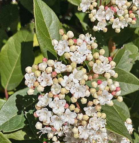 Pflanzenbild gross Lorbeer-Schneeball - Viburnum tinus