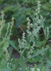 Einzelbild 3 Weisser Gänsefuss - Chenopodium album