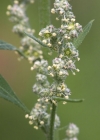 Einzelbild 4 Weisser Gänsefuss - Chenopodium album