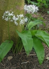 Einzelbild 1 Bärlauch - Allium ursinum