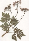 Einzelbild 3 Gewöhnlicher Gebirgs-Kälberkropf - Chaerophyllum hirsutum