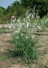 Einzelbild 2 Astlose Graslilie - Anthericum liliago