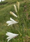 Einzelbild 2 Weisse Trichterlilie - Paradisea liliastrum