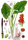 Einzelbild 2 Gemeiner Aronstab - Arum maculatum