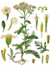 Einzelbild 2 Gewöhnliche Wiesen-Schafgarbe - Achillea millefolium