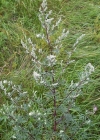 Einzelbild 2 Gemeiner Beifuss - Artemisia vulgaris