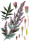 Einzelbild 3 Gemeiner Beifuss - Artemisia vulgaris