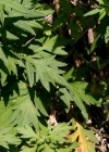 Einzelbild 1 Gemeiner Beifuss - Artemisia vulgaris