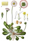 Einzelbild 2 Gänseblümchen - Bellis perennis