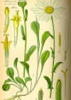 Einzelbild 2 Gewöhnliche Wiesen-Margerite - Leucanthemum vulgare