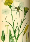 Einzelbild 2 Wiesen-Bocksbart - Tragopogon pratensis