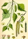 Einzelbild 2 Hänge-Birke - Betula pendula