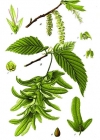 Einzelbild 1 Hagebuche - Carpinus betulus