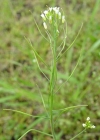Einzelbild 1 Schotenkresse - Arabidopsis thaliana