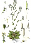 Einzelbild 2 Schotenkresse - Arabidopsis thaliana