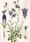 Einzelbild 1 Rundblättrige Glockenblume - Campanula rotundifolia