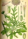 Einzelbild 3 Feld-Witwenblume - Knautia arvensis