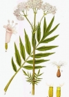 Einzelbild 2 Gewöhnlicher Arznei-Baldrian - Valeriana officinalis