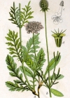 Einzelbild 1 Tauben-Skabiose - Scabiosa columbaria