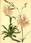 Einzelbild 3 Pracht-Nelke - Dianthus superbus