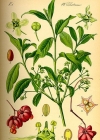 Einzelbild 2 Gemeines Pfaffenhütchen - Euonymus europaeus