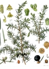 Einzelbild 1 Gewöhnlicher Wacholder - Juniperus communis subsp. communis