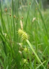 Einzelbild 2 Gewöhnliche Gelbe Segge - Carex flava