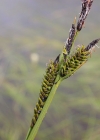 Einzelbild 2 Braune Segge - Carex nigra