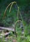 Einzelbild 2 Hänge-Segge - Carex pendula