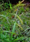 Einzelbild 1 Wald-Segge - Carex sylvatica