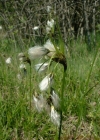 Einzelbild 2 Breitblättriges Wollgras - Eriophorum latifolium