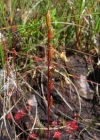 Einzelbild 2 Rundblättriger Sonnentau - Drosera rotundifolia