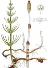 Einzelbild 2 Acker-Schachtelhalm - Equisetum arvense