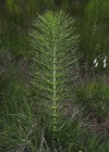 Einzelbild 1 Riesen-Schachtelhalm - Equisetum telmateia
