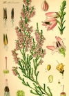 Einzelbild 2 Besenheide - Calluna vulgaris