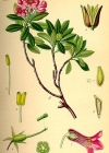 Einzelbild 2 Bewimperte Alpenrose - Rhododendron hirsutum