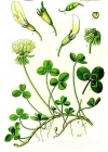 Einzelbild 2 Kriechender Klee - Trifolium repens