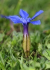 Einzelbild 1 Frühlings-Enzian - Gentiana verna