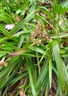 Einzelbild 1 Gewöhnliche Wald-Hainsimse - Luzula sylvatica