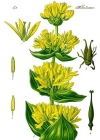 Einzelbild 4 Gelber Enzian - Gentiana lutea