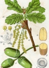 Einzelbild 2 Stiel-Eiche - Quercus robur