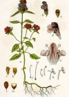 Einzelbild 2 Kleine Brunelle - Prunella vulgaris