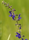 Einzelbild 2 Wiesen-Salbei - Salvia pratensis