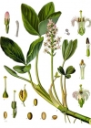 Einzelbild 3 Fieberklee - Menyanthes trifoliata
